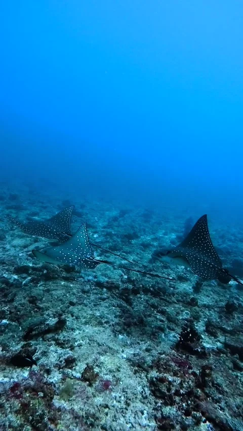Spotted Eagle Rays Swimming Underwater Maldives Scuba Diving Marine Life Stock Footage 332778637