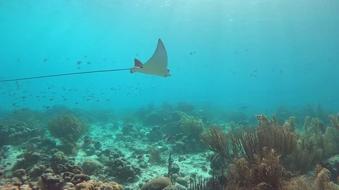 Spotted eagle rays swims over coral reef Stock Footage 87215636