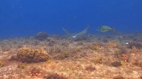 Spotted Eagleray Stock Footage 10801219