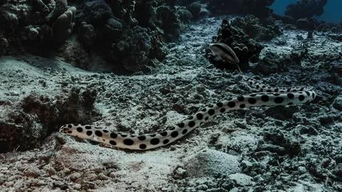 Spotted Eel on Coral Reef Stock Photos