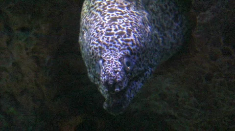 Spotted eel  Stock Footage 306307