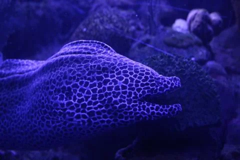 Spotted Eel Stock Photos