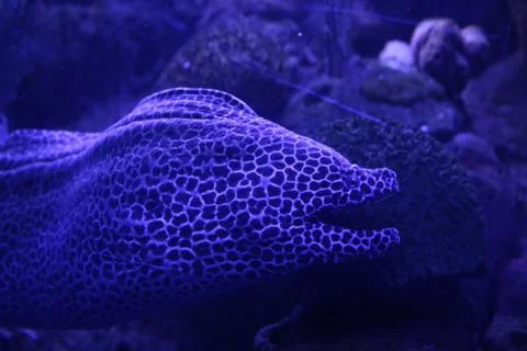 Spotted Eel Stock Photos