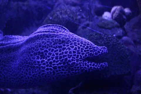 Spotted Eel Stock Photos