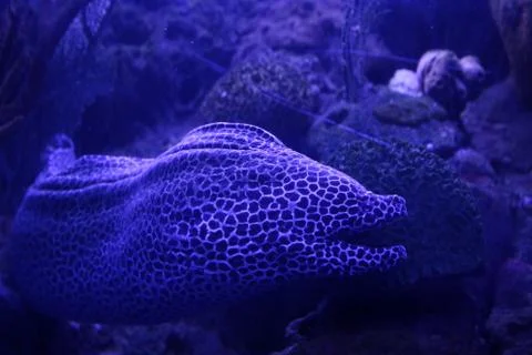 Spotted Eel Stock Photos