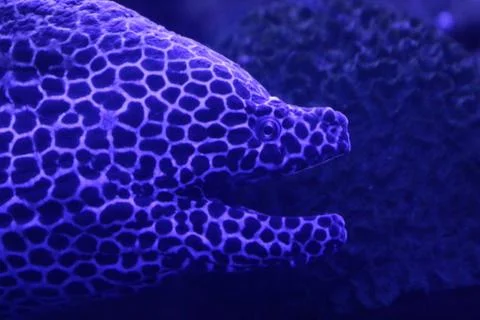 Spotted Eel Stock Photos