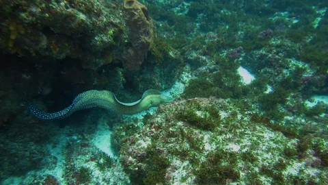 Spotted eel runs away from camera into reef Stock Footage 116012406