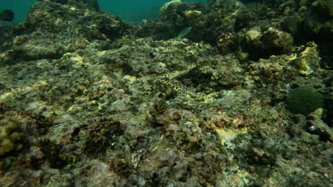 A spotted eel snake zigzags over the coral, in search of food Video stock 274084316