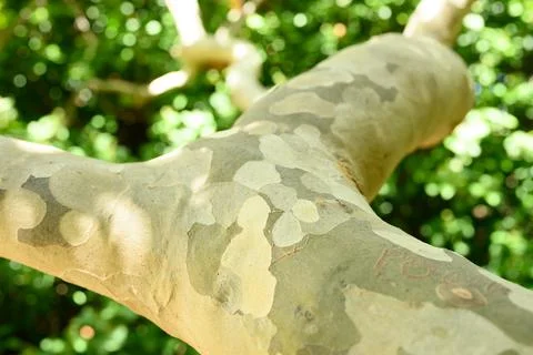 Spotted eucalyptus tree bark and green foliage. sunbeams Stock-Fotos