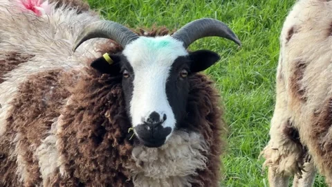 Spotted ewe chewing grass slow motion Stock Footage 331584631