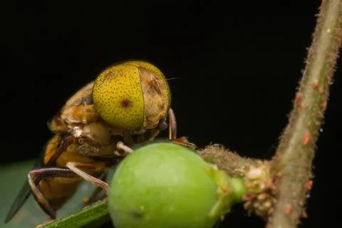 Spotted-eye hoverfly insect standing on green leaf Stock Photos
