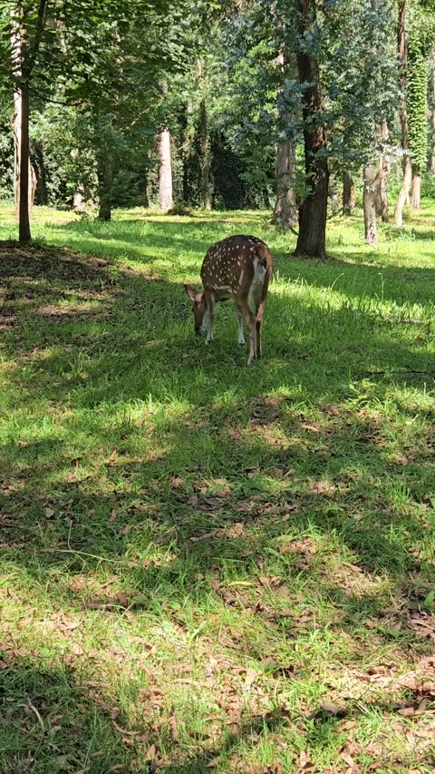 A spotted fallow deer calmly grazes on green grass beneath tall trees in a quiet Stock Footage 344886514
