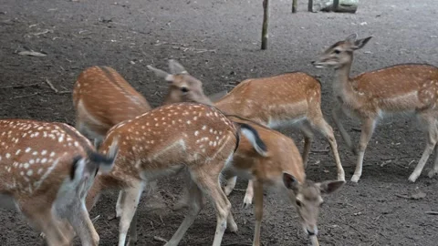 Spotted fallow deer herd grazing and feeding in their natural forest habitat Stock Footage 341703478
