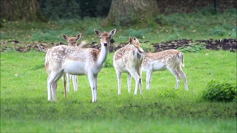 Spotted Fallow deer in a park, damwild Stock Footage