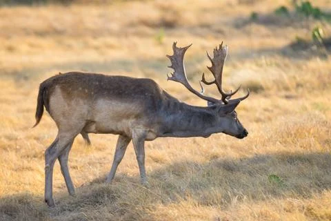 Spotted Fallow Deer Stock Photos