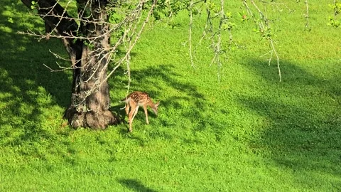 Spotted fawn under apple tree in morning sun Stock Footage 340046768
