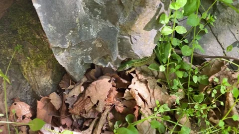 Spotted Female Green Lizard Exits Stone Shelter Stock Footage 337987281