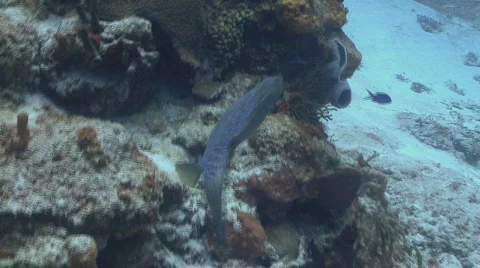 Spotted Filefish Stock Footage 395710