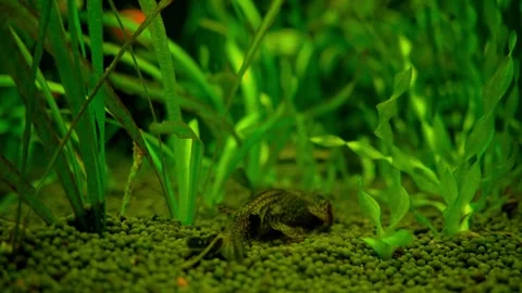 Spotted fish in the bottom of water Stock Footage 278061546