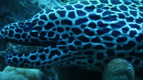 Spotted Fish Breathing Stock Footage 11238692