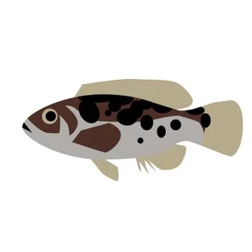 Spotted fish flat style illustration Stock Illustration