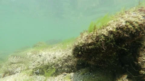 Spotted fish swinging surf in shallow sea with a large stone Stock Footage 42629063