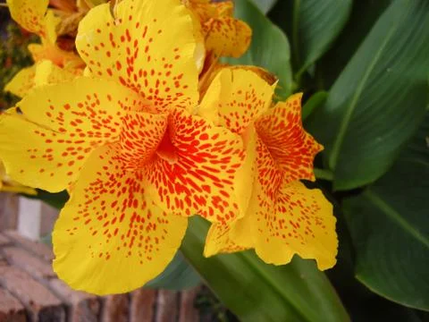 Spotted flower Stock Photos