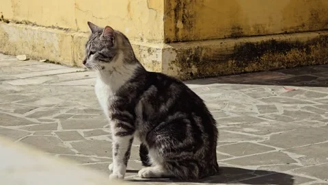 A spotted fluffy cat basks in the sun in the yard Stock-Footage 309672465