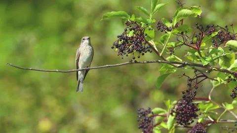 Spotted flycatcher bird perched on a thin elder tree branch Stock Footage 248741481