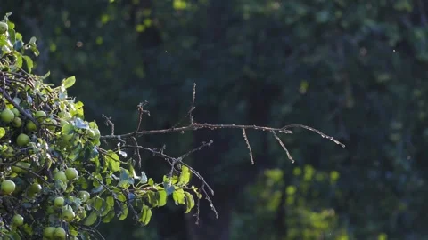 Spotted Flycatcher Chasing Birds Before Returning to Branch 库存影片 342129804