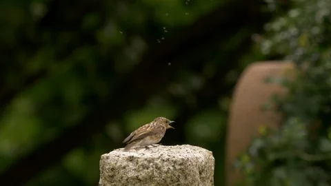 Spotted flycatcher fledgling perching on gravestone is fed by adult Stock Footage 87093552