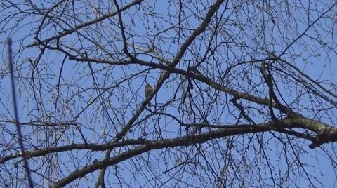 Spotted Flycatcher Stock-Footage 49235221