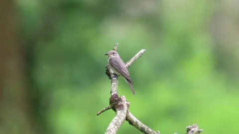 Spotted Flycatcher Stock Footage 308311989