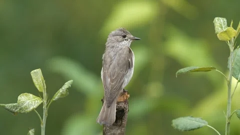 Spotted Flycatcher Stock Footage 330542805