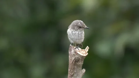 Spotted Flycatcher Stock Footage 331953343