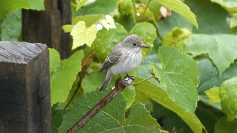 Spotted Flycatcher Stock Footage 332159004