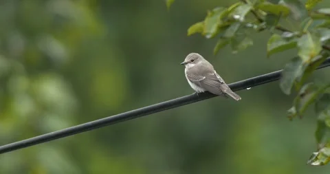 Spotted Flycatcher Stock Footage 332398942