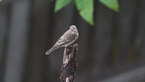 Spotted Flycatcher Stock Footage 332494518