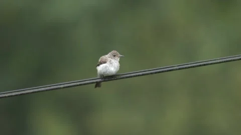 Spotted Flycatcher Vídeo Stock 332511954