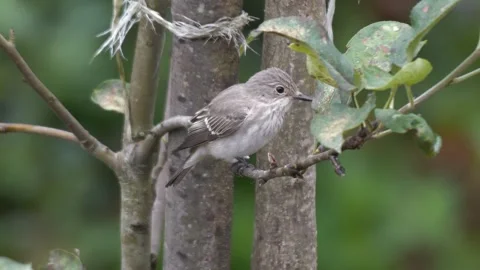 Spotted Flycatcher Video stock 332558993
