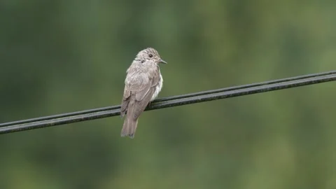 Spotted Flycatcher Stock Footage 332619139