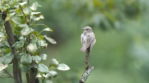 Spotted Flycatcher Stock Footage 332708494