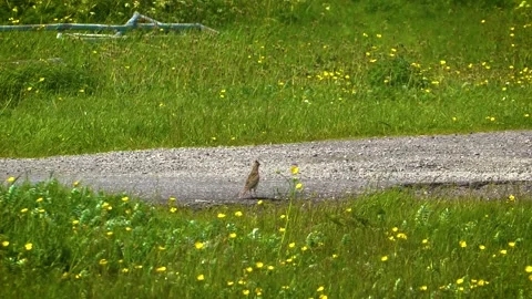 A Spotted Flycatcher on Ground, Long Shot, Slow Motion Stock Footage 156574729