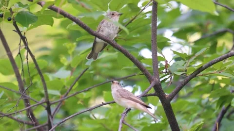 Spotted flycatcher perched on a branch against a background of green foliage Stock Footage 316063443