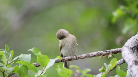 Spotted flycatcher perched on a branch against a background of green foliage Stock Footage 316063619