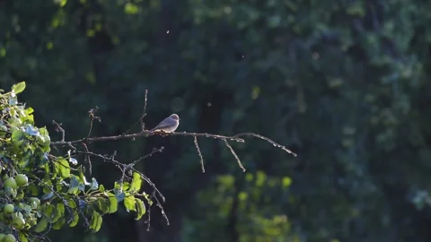 Spotted Flycatcher Perched on Branch Flying Off and Returning Video stock 342129548