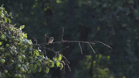 Spotted Flycatcher Perched on Branch in Soft Backlight Video stock 342129801