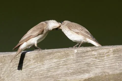 Spotted Flycatcher Stock Photos