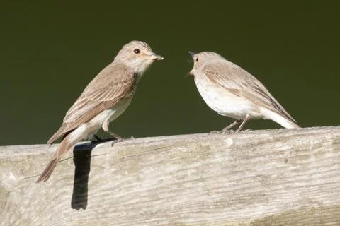 Spotted Flycatcher Stock Photos
