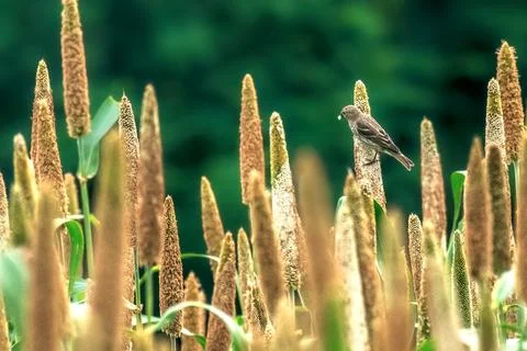 Spotted flycatcher Stock Photos